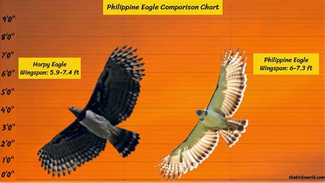 philippine eagle wingspan  big   comparison