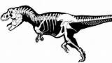 Skelett Dinosaurier Skull Tyrannosaurus Fossils Bubakids Skeletons sketch template