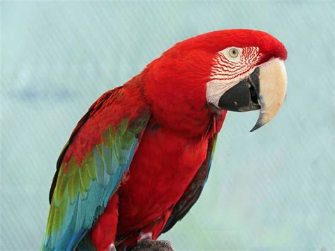 red macaw backgrounds lovely red macaw