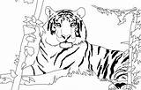 Tiger Coloring Pages Lion Getcolorings Printable Beautiful Color sketch template