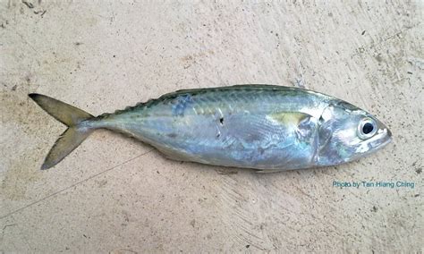 scombrids mackerel talk  fish