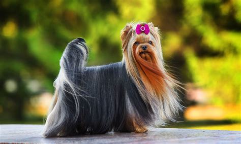 yorkshire terrier characteristics care  bechewy
