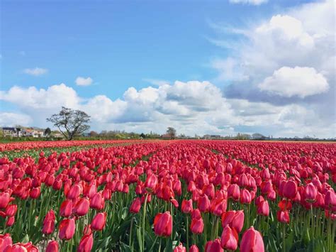 driving route    famous tulip fields  holland  car