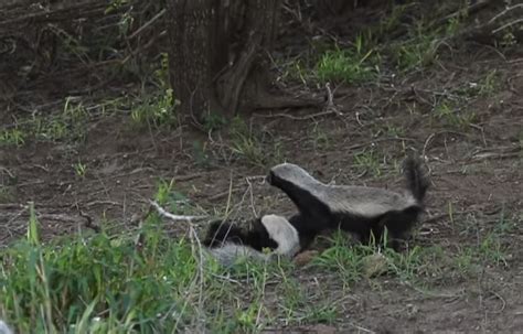 watch don t mess with this mother honey badger attacks