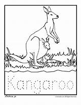 Kangaroo Zoo Animals Australian Does sketch template