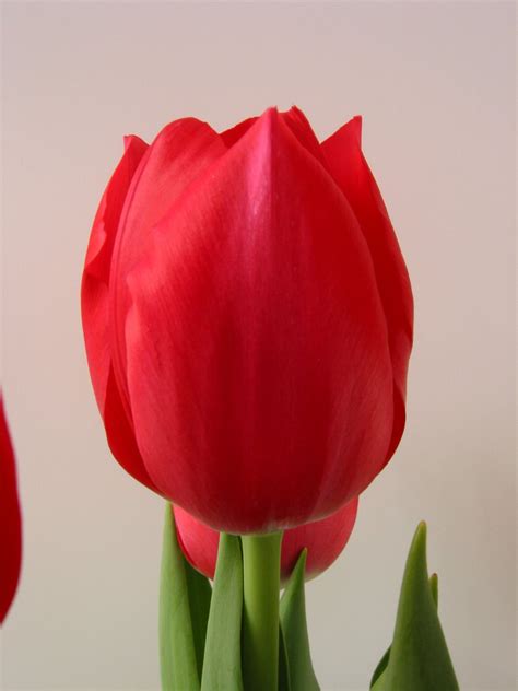 easter tulips   photo  freeimages
