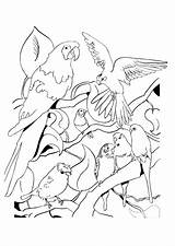 Oiseaux Oiseau Savane Perroquet Perroquets Plusieurs Hugolescargot Greatestcoloringbook sketch template
