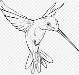 Hummingbird Drawing Pencil Clip Getdrawings sketch template
