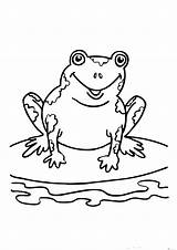 Printable Frogs sketch template