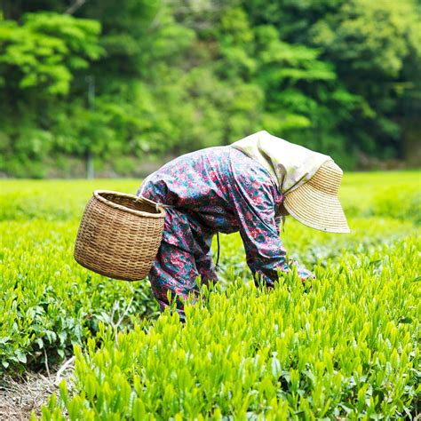 Strengthening Japanese Agriculture To Maximize Global