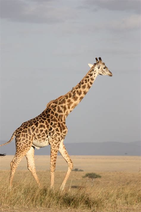 brown giraffe  daytime  stock photo