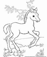Coloring Horse Pages Foal Horses Kids Print Color Colouring Printable Honkingdonkey Pony Colt Young Foals Pasture Play sketch template