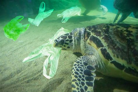 plastik im meer die folgen der vermuellung fuer umwelt und tiere