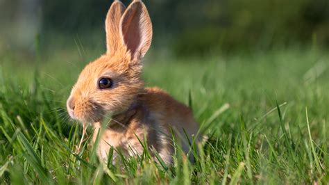 interesting facts  rabbits