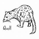 Quoll Spotted sketch template