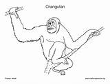 Orangutan sketch template