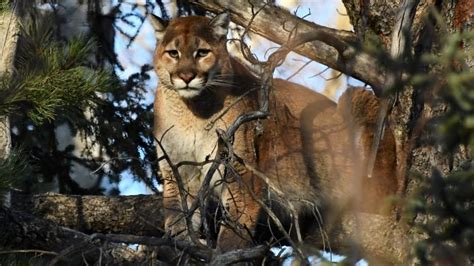 Cougar Harassed With Slingshot In Banff National Park Prompting Rare