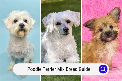 poodle terrier mix breed guide   oodle life
