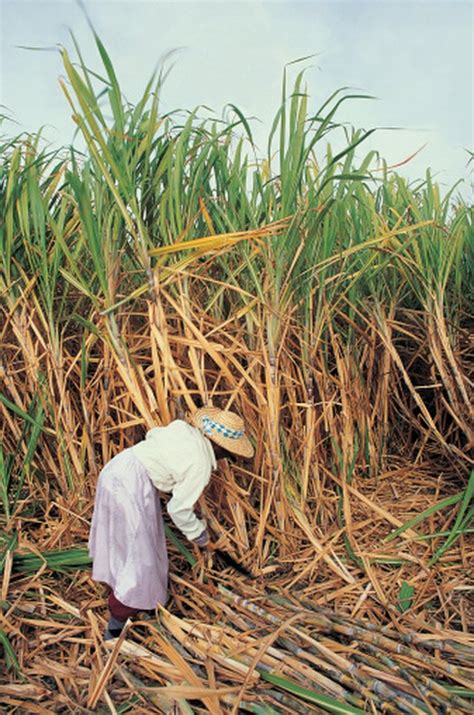 grow sugar cane  seed hunker