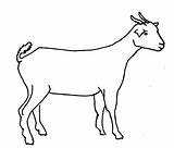 Goat Nubian Clipartbest Clipartmag sketch template
