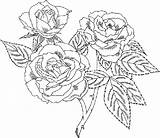 Coloring Pages Rose Flower Roses Printable Adults Color Birthday Flowers Happy Beautiful Detailed Most Will These Rightly Popular So Colouring sketch template