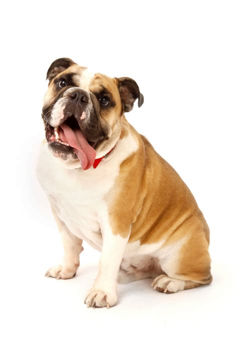 cherrybrook show dog grooming  pet supplies breed   week bulldog
