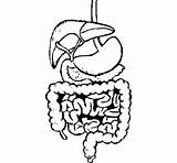 Intestines Estomago Coloring Pages Colouring Colorear Pintar Intestinos Dibujos Pag sketch template