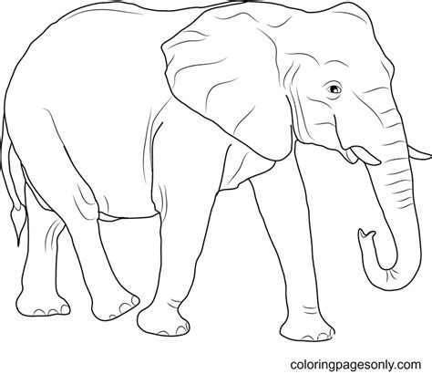 african elephant coloring page  printable coloring pages