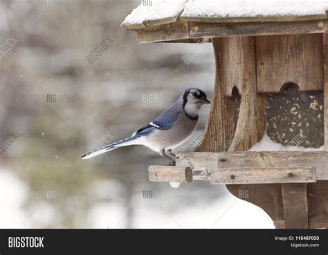 blue jay bird feeder image photo  trial bigstock