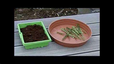tuinplanten stekken zomerstek youtube
