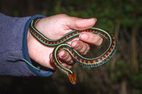 types  black  green snakes pictures  identification guide