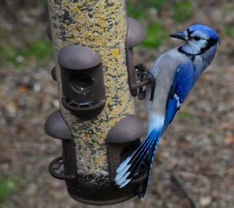 bird feeder blue jay bird feedersbird feeders