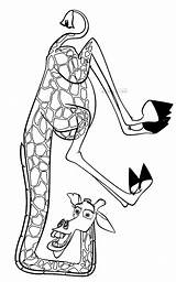 Melman Madagaskar Kolorowanki Madagascar Colorare Disegni Druku Kolorowanka Dibujos żyrafa Bajki Malvorlagen Cartone Gia Colorkid Bohaterami Pingwiny Obrazek Madagaskaru Się sketch template