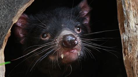 tasmanian devils face  cancer threat  survival   wild fox news