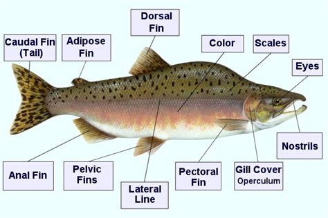 fish species freshwater fish saltwater fish  fishing buy