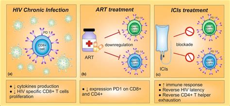 A During Chronic Hiv Infection High Expression Of Pd 1 Leads To A