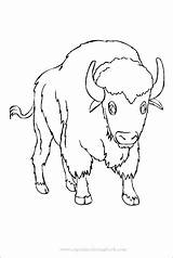 Buffalo Coloring Drawing Pages Simple Kids Paintingvalley Google Result Printable Head Plus Twitter Pdf sketch template