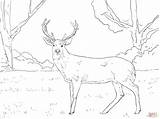 Deer Coloring Whitetail Pages Buck Print Color Head Cerf Search Virginie Coloriage Again Bar Case Looking Don Use Find Top sketch template