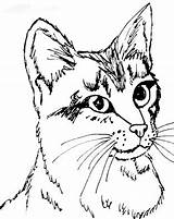 Coloring Pages Cat Anime Color Tabby Real Printable Animal Cats Kitten Patterns Detailed Colouring Realistic Puppy Cute Getcolorings Adults Sheets sketch template