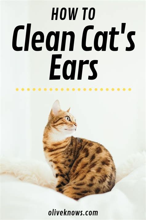 clean  cats ears oliveknows indoor cat cat care cats