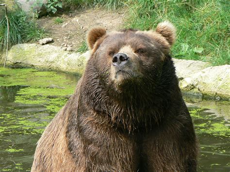 filecloseup kodiak bear hamburgjpg wikimedia commons