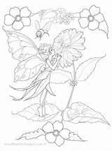 Coloring Fairy Pages Flower Fairies Adult Pheemcfaddell Colouring Adults Shapes Sizes Colors Flowers Drawings Printable Tale Board Sheets Books Choose sketch template