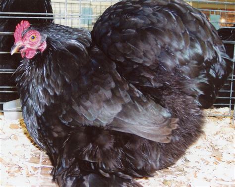 Black Cochin Bantam Chickens For Sale Cackle Hatchery