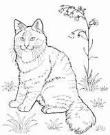 Coon Maine Coloring Pages sketch template