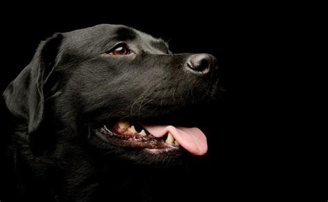 30 Nombres Para Perros De Color Negro Que Les Quedan Perfectos