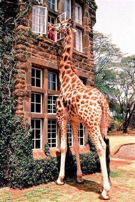handig die lange nek met afbeeldingen grappige huisdieren vreemde dieren safari dieren