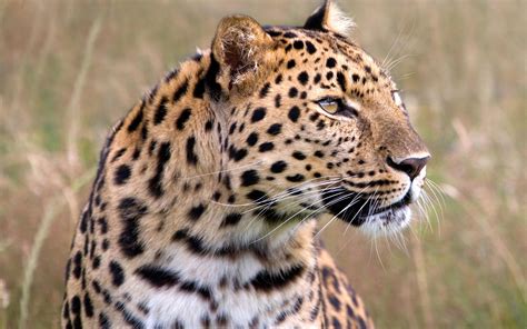 wildlife amur leopard  dangerous animal