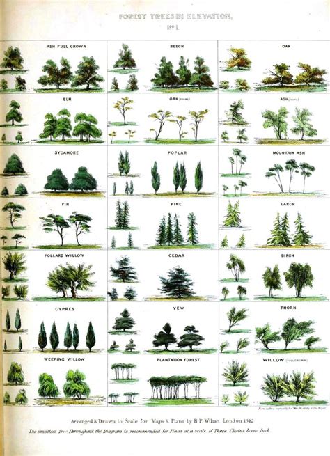tree identification tree identification chart landscape trees