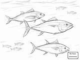 Tuna Coloring Fish Pages Shoal Pacific Bluefin Salmon Drawing Printable Getdrawings Ocean Animals Template sketch template