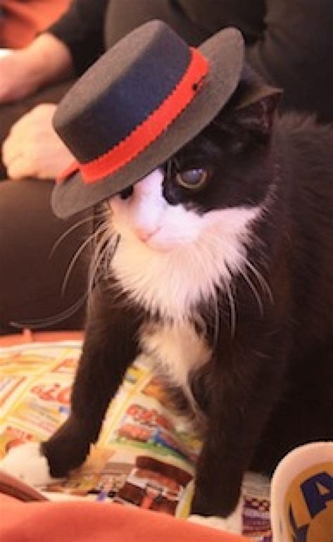 cats  hats  creative campaign story godaddy blog